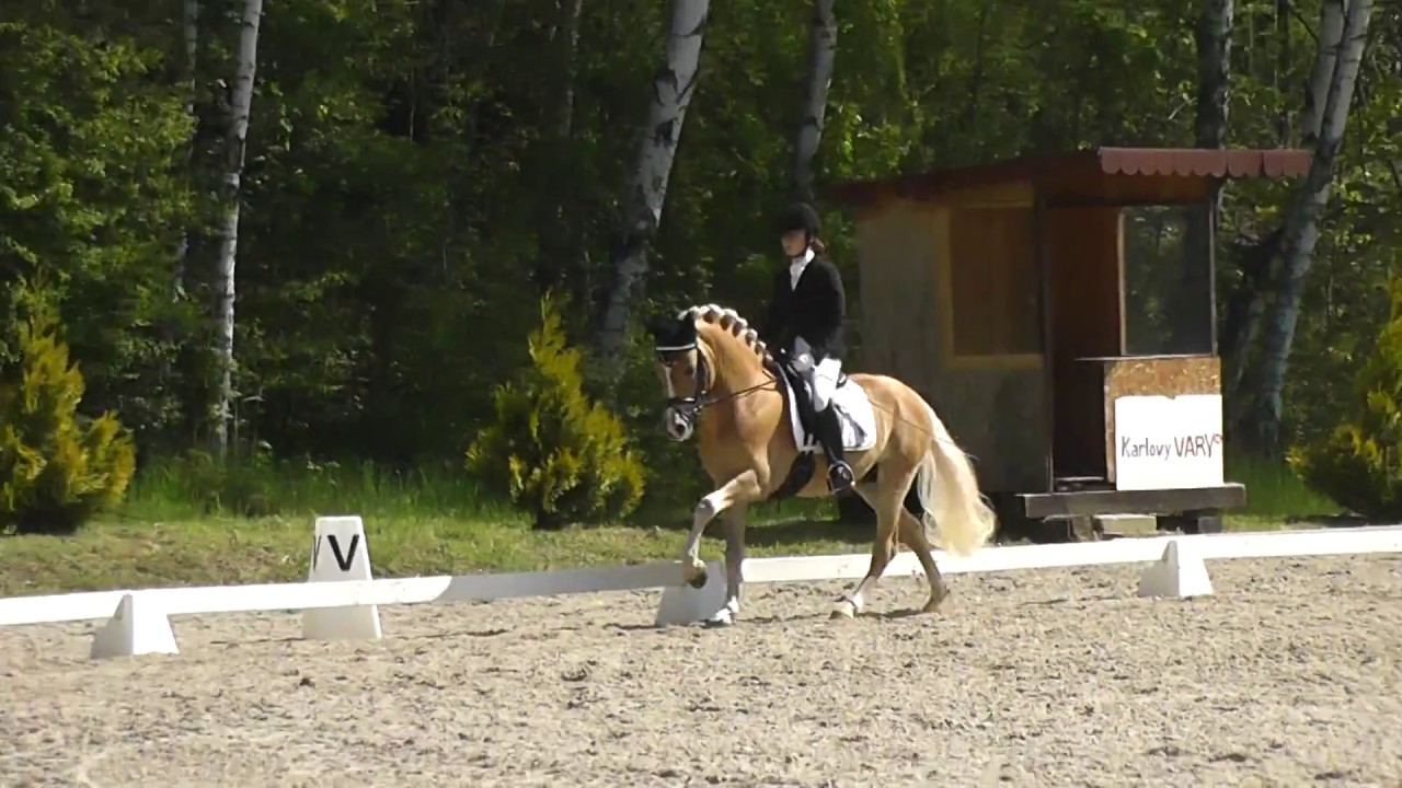 Dressage competition in Karlovy Vary 13.5.2017 with haflinger stallion, 2. place and score 69%