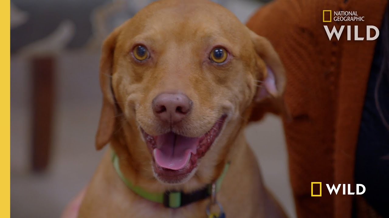 Replacing a Dog's Prosthetic Limb | Wizard of Paws