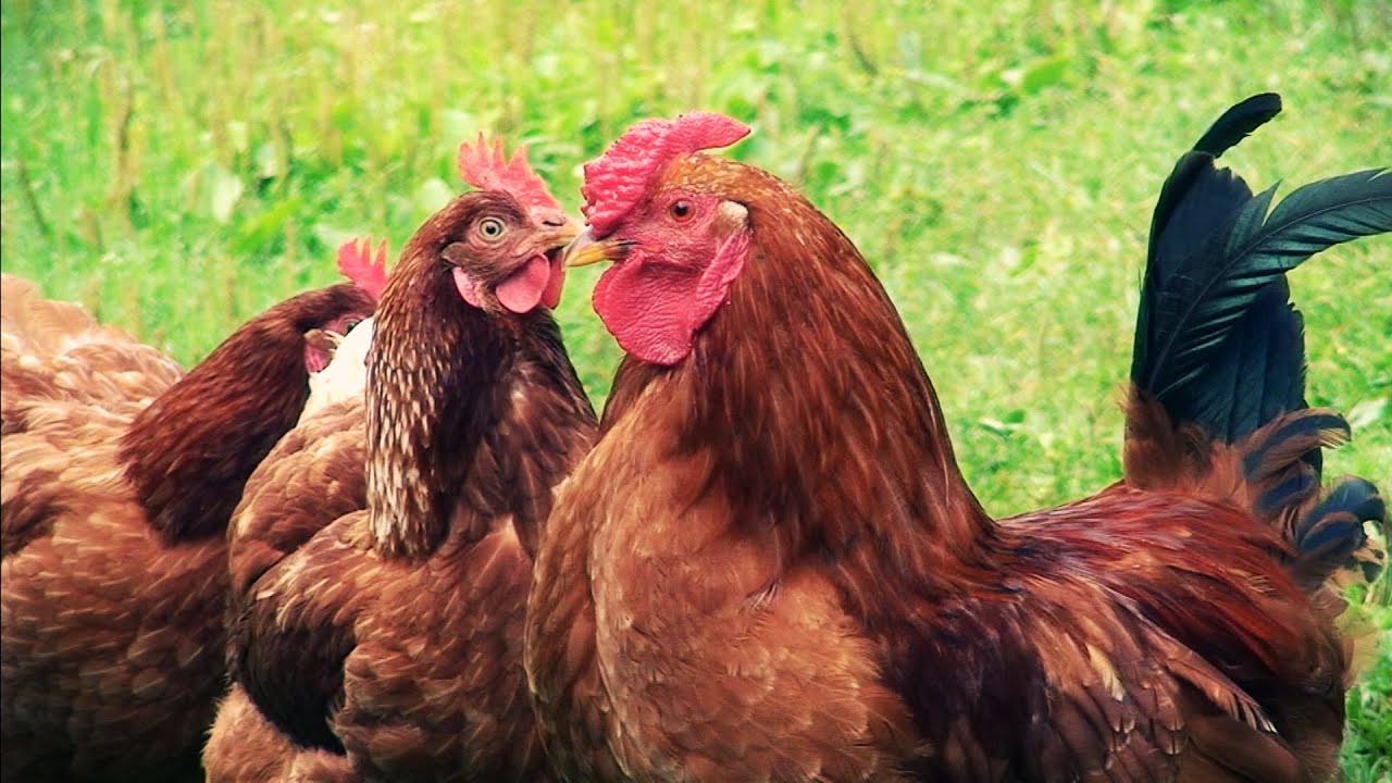 Nėrius Pečiūra 