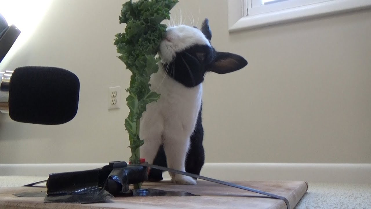 Rabbit eating crunchy kale ASMR