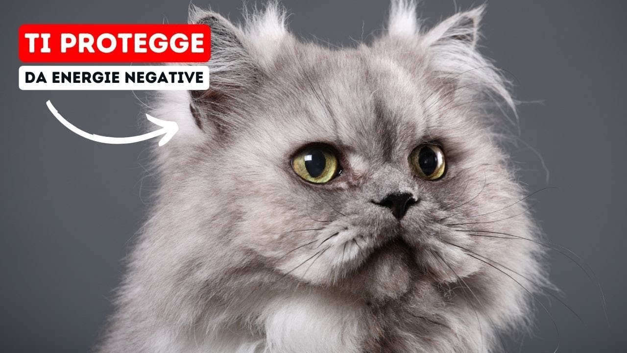 Come i Gatti Rilevano e Allontanano le Energie Negative da Casa Tua