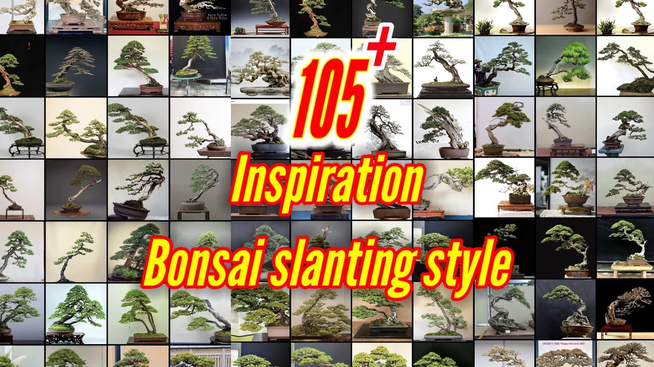 The best slanting style bonsai inspiration