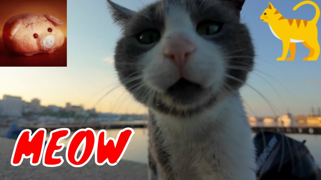😺КОШКИ РУМЫНИИ