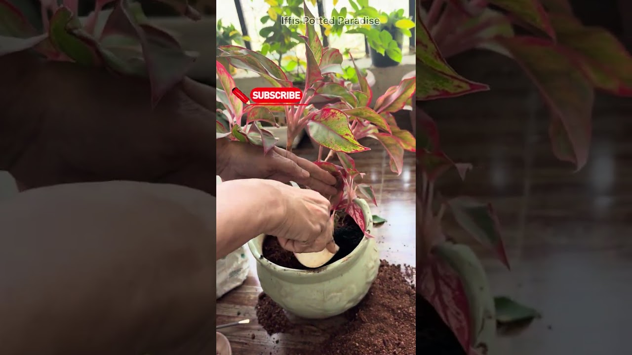 Don't Throw Them Away! 💚 Old Plant Revival Tips #plants #repotting #tips #viral #viralvideo #virals 
