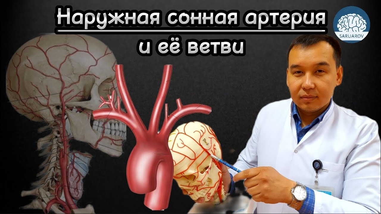 Наружная сонная артерия (a. carotis externa) и её ветви