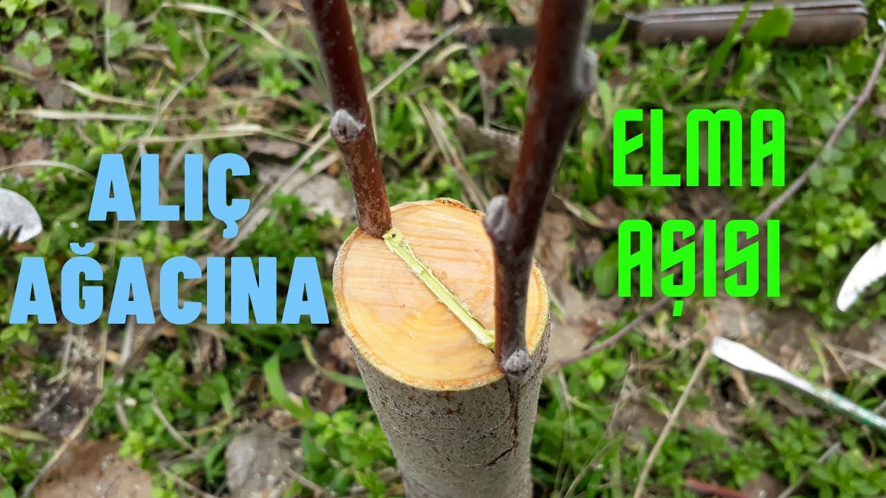 ALIÇ AĞACINA ELMA AŞISI