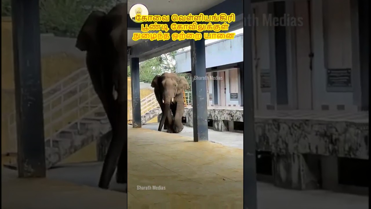 🐘 Kovai Elephant Surprise | Velliangiri Poondi Temple Entry | Tamil Nadu #Shorts
