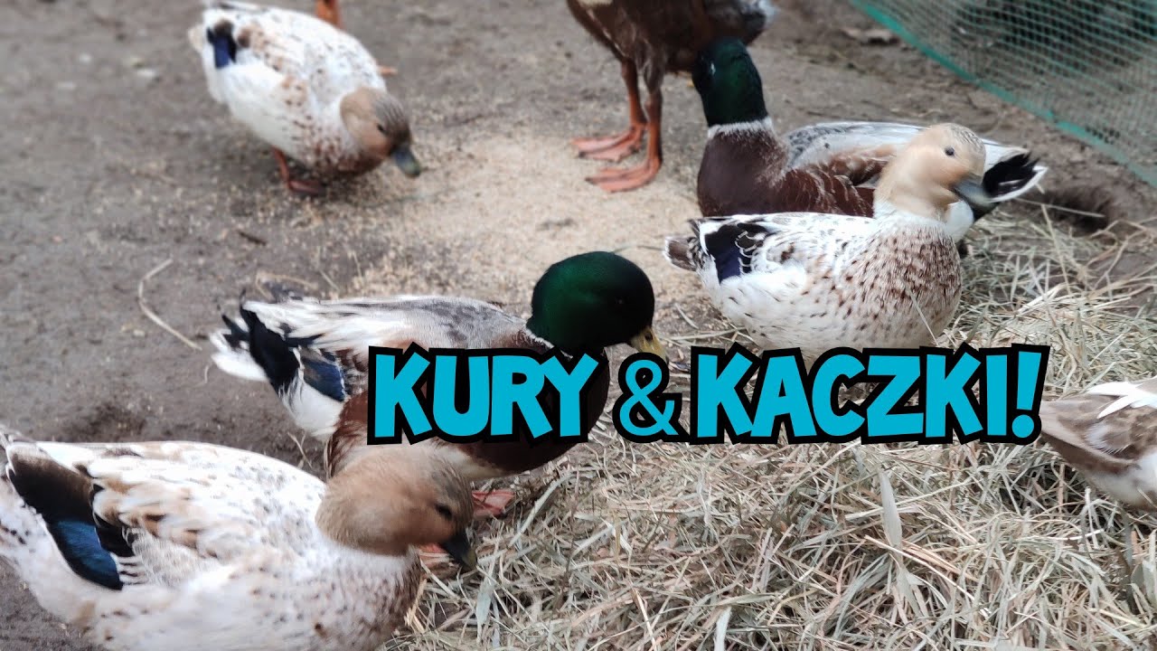 Hodowla Kur - Kaczki & Kury?! 🦆🐔| Razem? Czy to dobry pomysł?