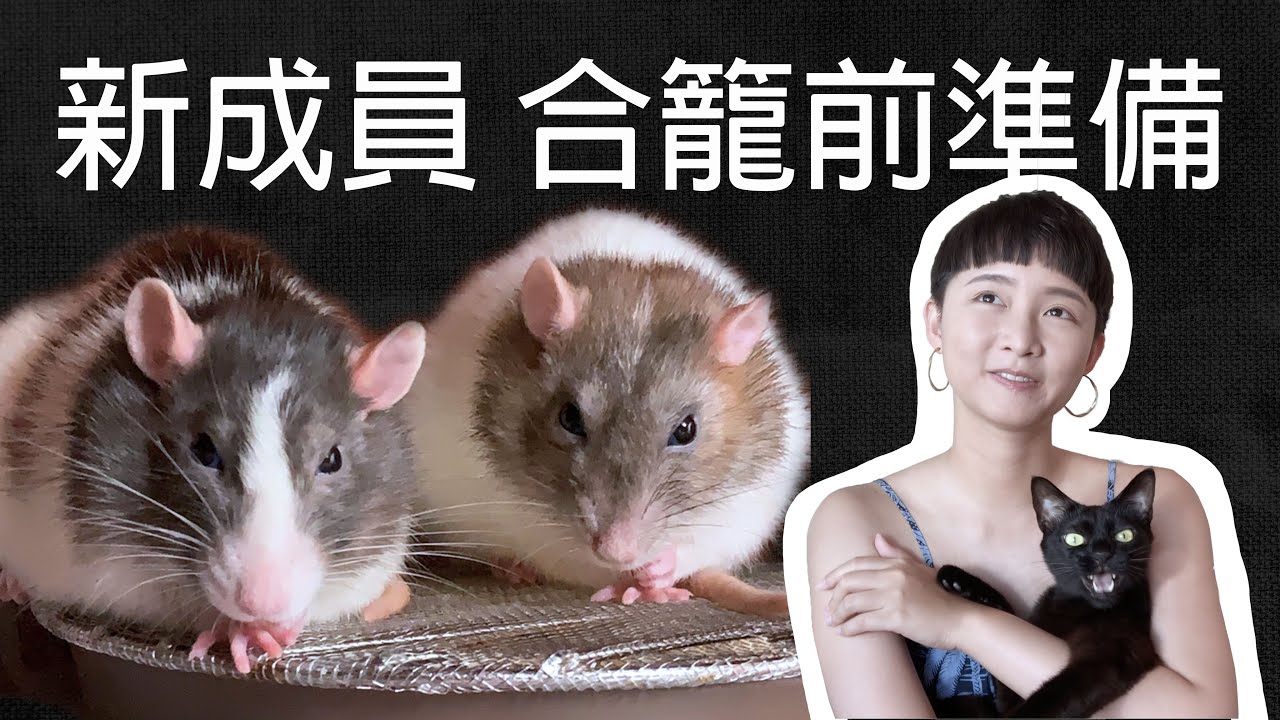 大鼠飼養Ep.2｜新成員合籠前準備｜海豬毛知識