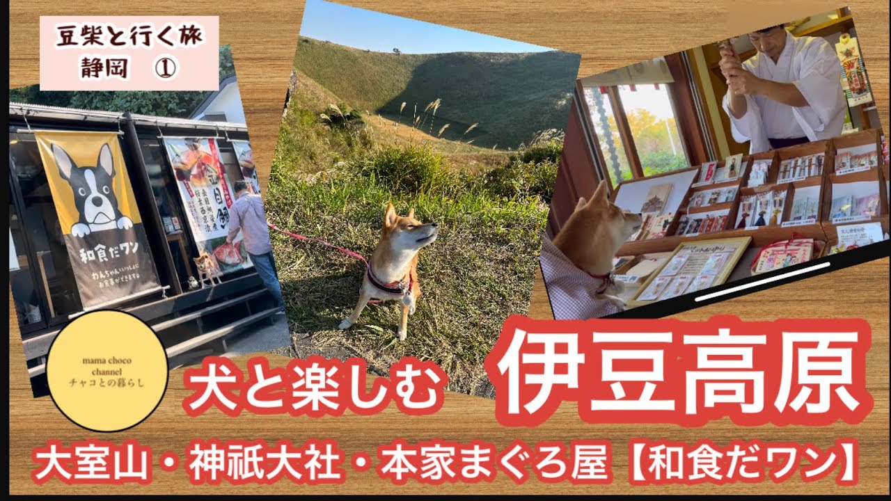 【愛犬と静岡旅①】伊豆高原　愛犬と楽しむ