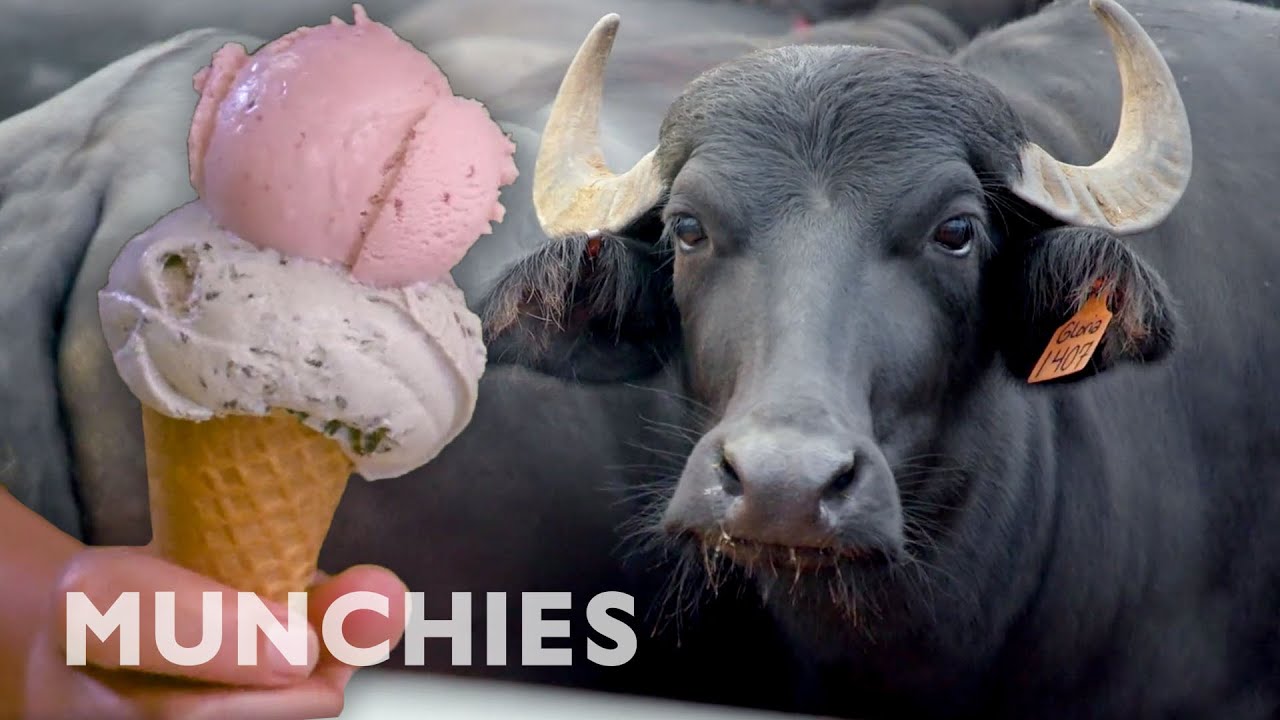 Farm to Cone | The Ice Cream Show