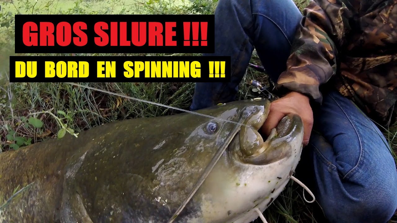 GROS SILURE DU BORD EN SPINNING !!!