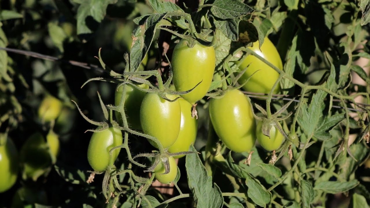 Agricultores iniciam colheita da safra de inverno de tomate!