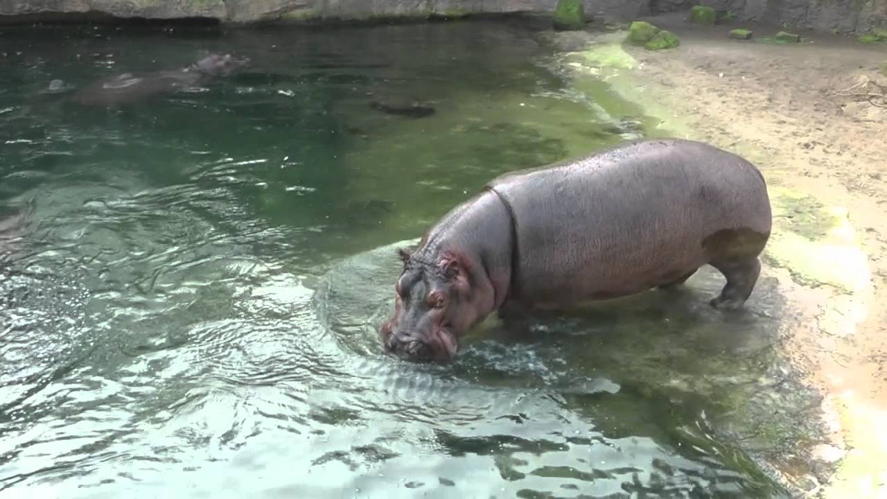 Flusspferde am Morgen