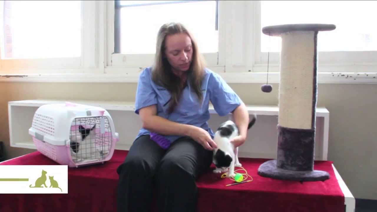 How to care for your kitten so they become a happy, friendly and well-behaved cat