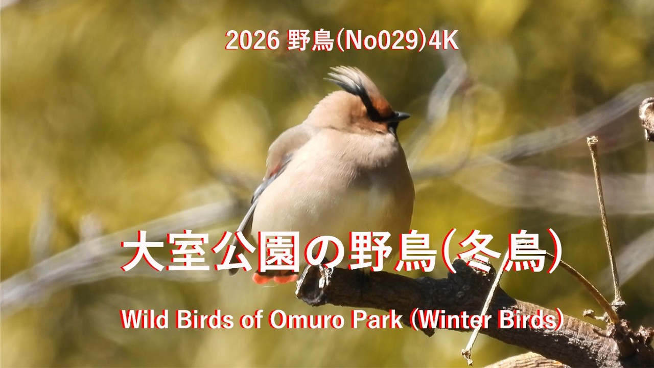 2026大室公園の野鳥(冬鳥)4K(No029)Wild Birds of Omuro Park (Winter Birds)#野鳥