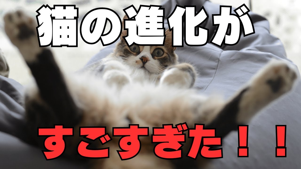 イエネコの祖先が意外すぎた