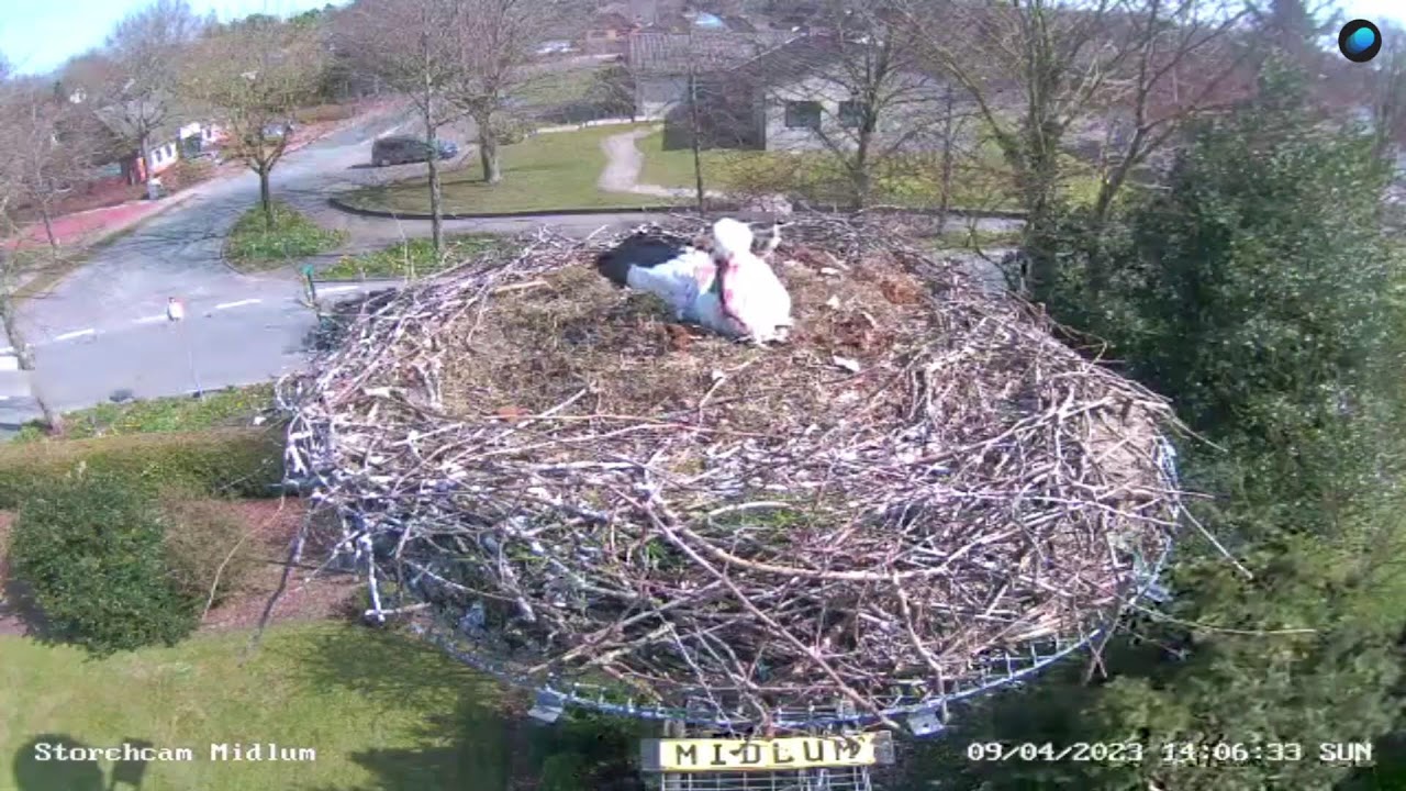 Midlum Storchcam