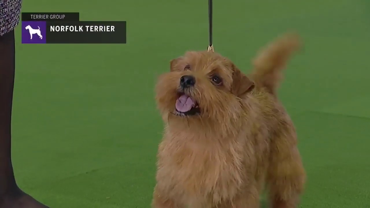 Norfolk Terriers | Breed Judging 2019