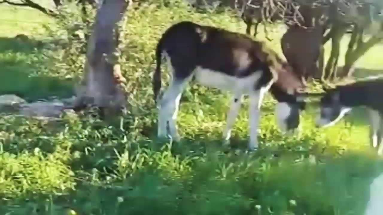 خبز الخباز مع بنت شياظمة HD 1080