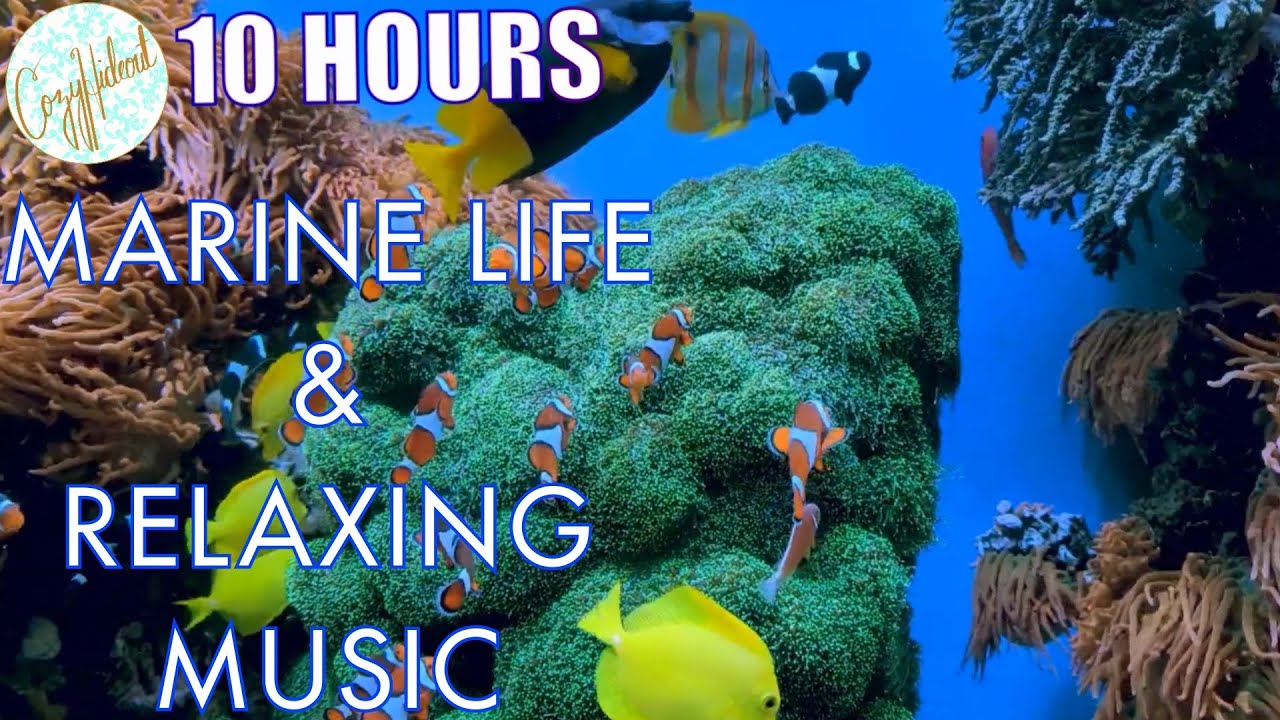 Cozy Ocean Life Compilation and Calm Music - Cozy Hideout - 10 Hours