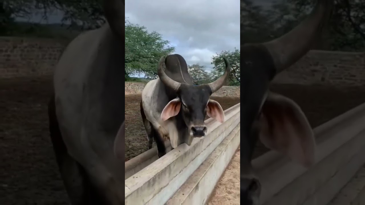 bull ki voice #short #ytshort #bull #voice