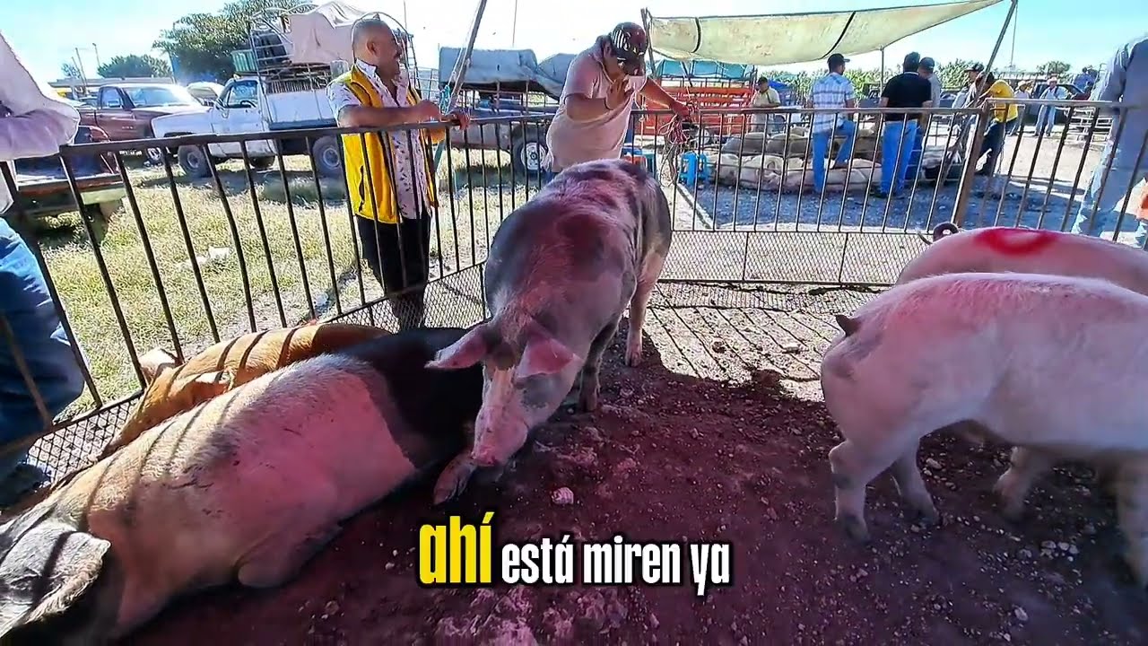 ¡No vas a creer los precios de los animales en el tianguis del Moralillo Tepexi de Rodriguez Puebla