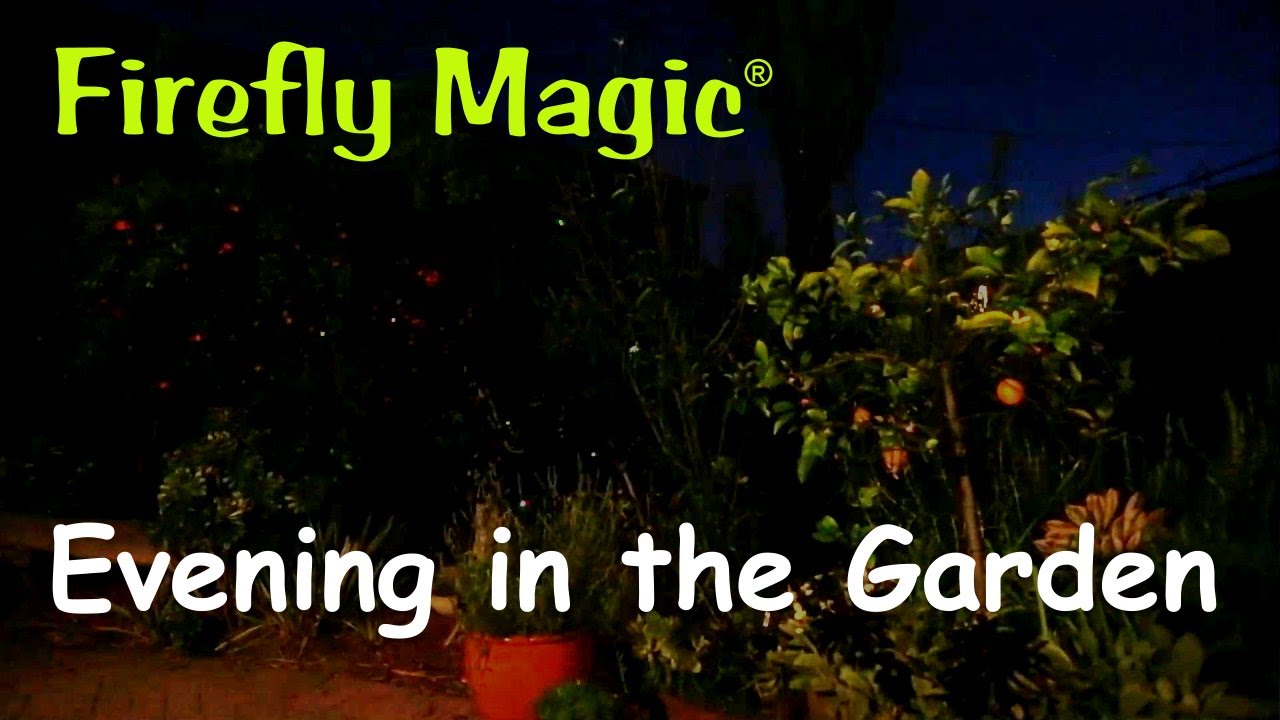 Firefly Magic® Lights - Night Display Montage