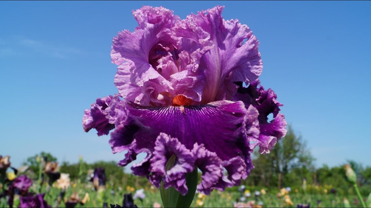 Ирисы Ларисы Фищенко. BLUMEN. Flowers. Very beautiful music.