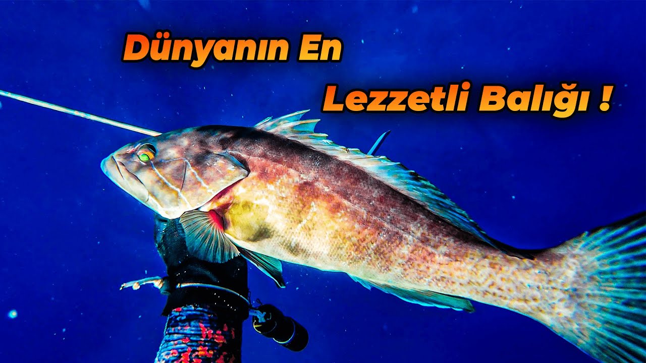 EN PAHALI BALIĞI AVLADIM / CATCH AND COOK / 4K Spearfishing / Zıpkınla Balık Avı ve Günü Birlik Kamp