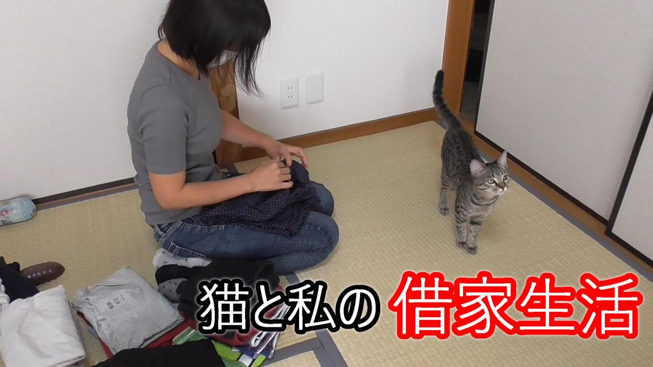 猫と私の借家生活/何度も家事の邪魔をしに来る猫/口の中のコオロギを見せつけるカエサル/秋野菜を植える
