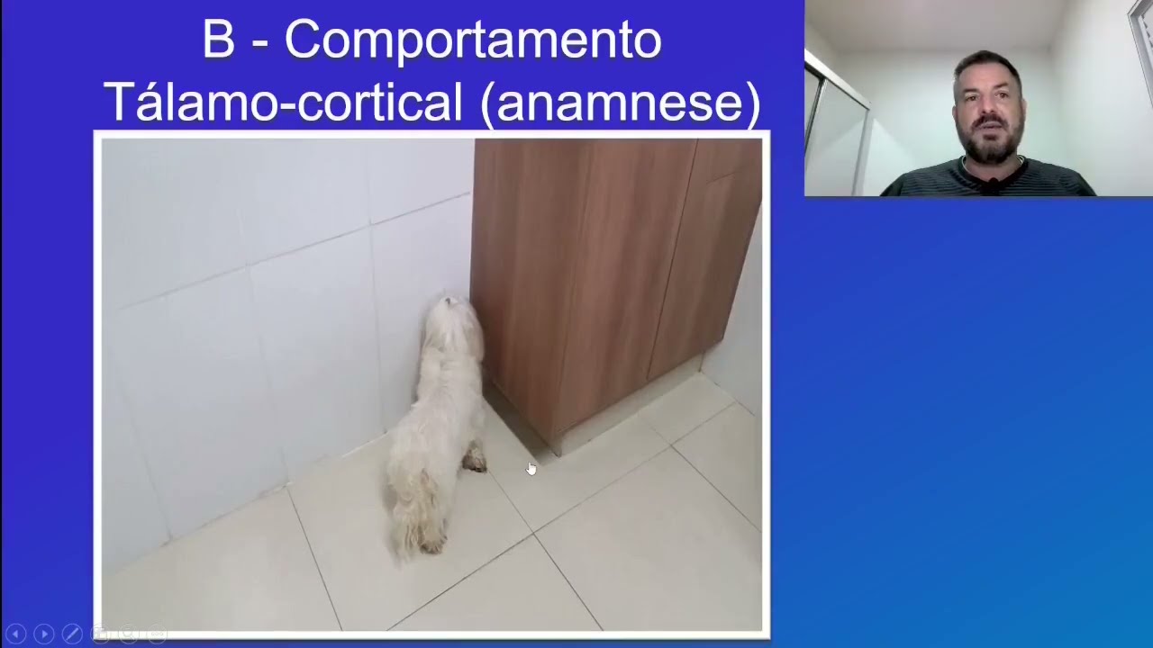 Exame Neurológico. 1 - Estado Mental