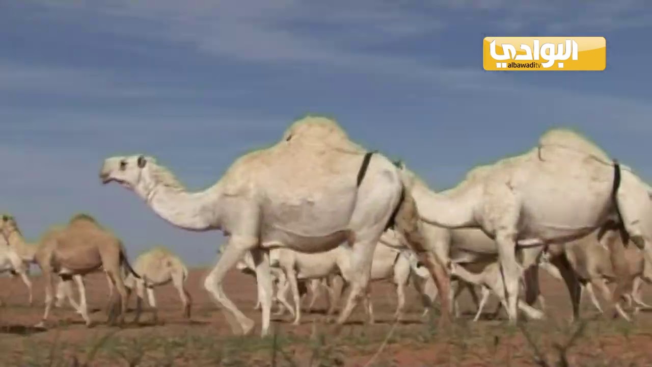 هوبال على الربابه |  يهوبل للبل