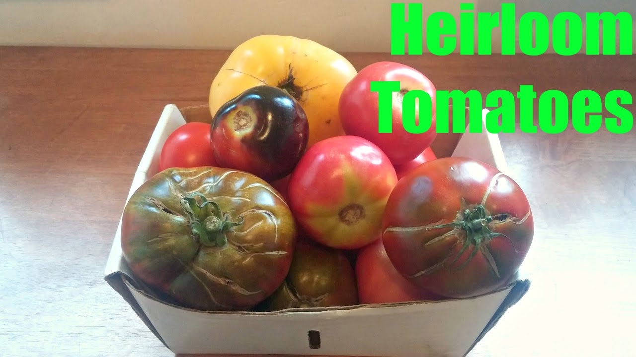 Сравнение сортов томатов-реликвий &mdash; Weird Fruit Explorer, выпуск 184