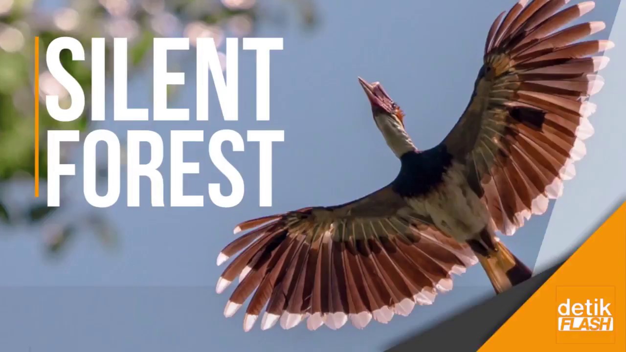 Sirnanya Suara Burung Rangkong, Burung Penebar Benih di Hutan Indonesia