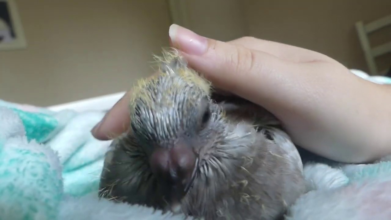 relaxing time with a baby pigeon