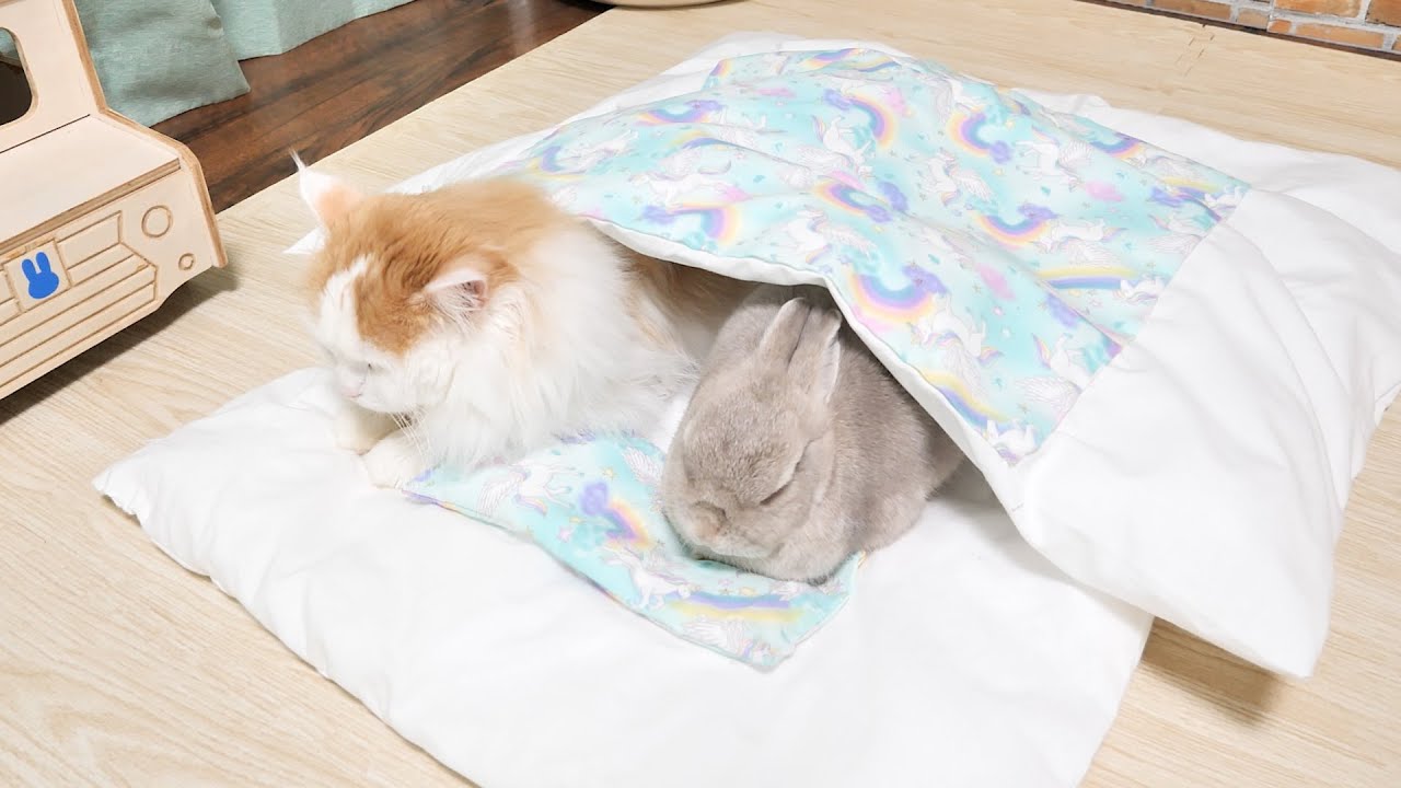 うさぎと猫がいっしょに入れるお布団こしらえたら仲良くお寝んねしてくれた