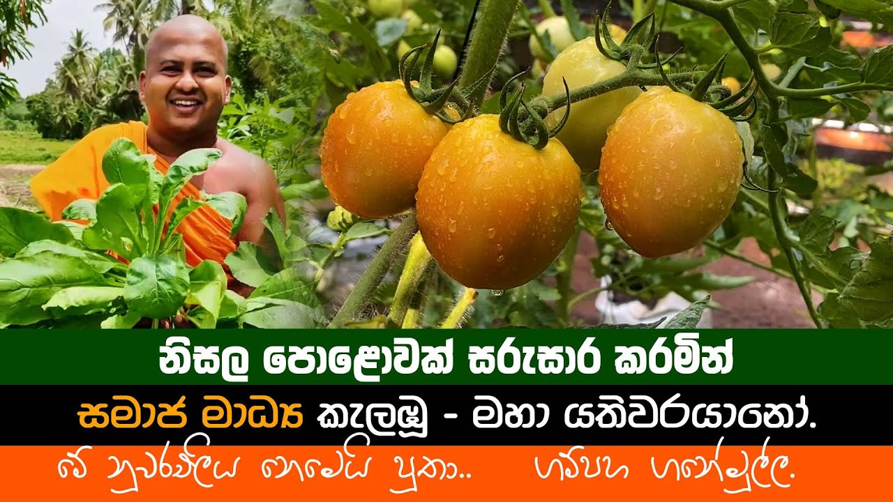 Smart විදියට එළවළු වගා කරන්න. 
