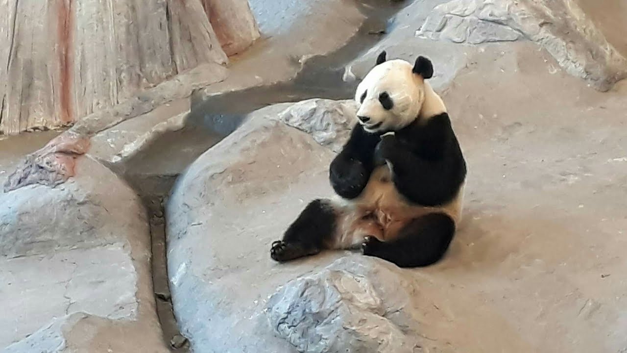 Pandatalo Ähtäri 🐼