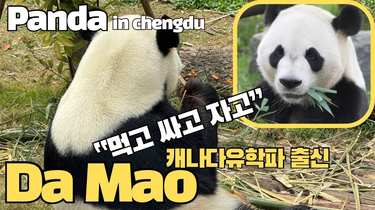 [Chengdu] 🐼Da Mao(大毛) | 🇨🇦캐나다 유학파 출신의 “먹고 싸고 자고” 한편에!
