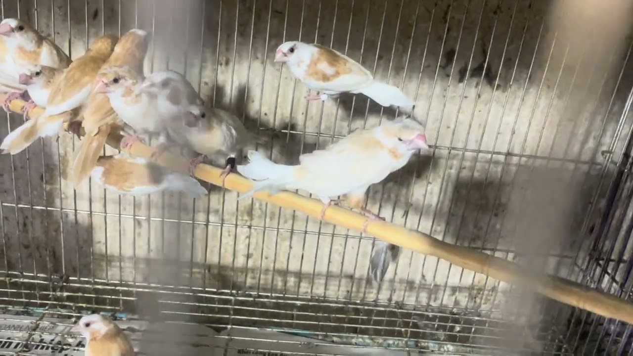 1/3 về 7 màu Châu Âu màu vàng.ae lh 0909457845)Đc36 Tân Sơn phường 15 Tân Bình 