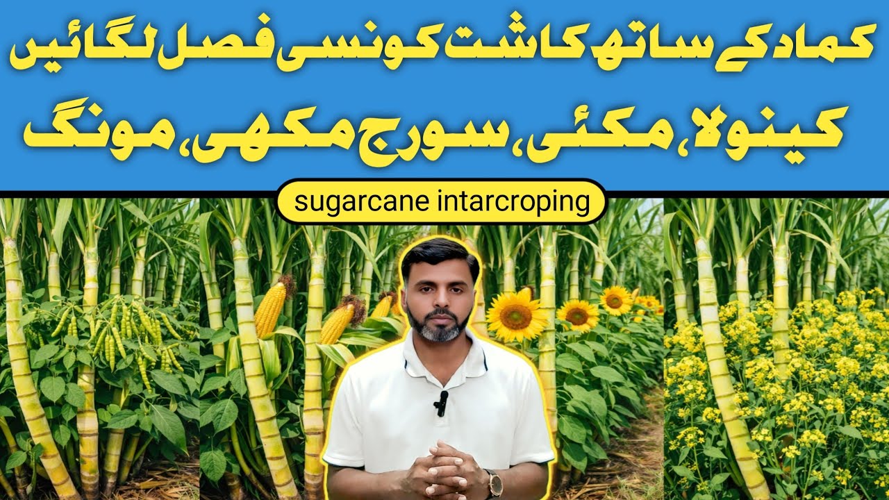 Best Intercrop with Sugarcane? Mung vs Maize vs Sunflower | Real Profit & Loss