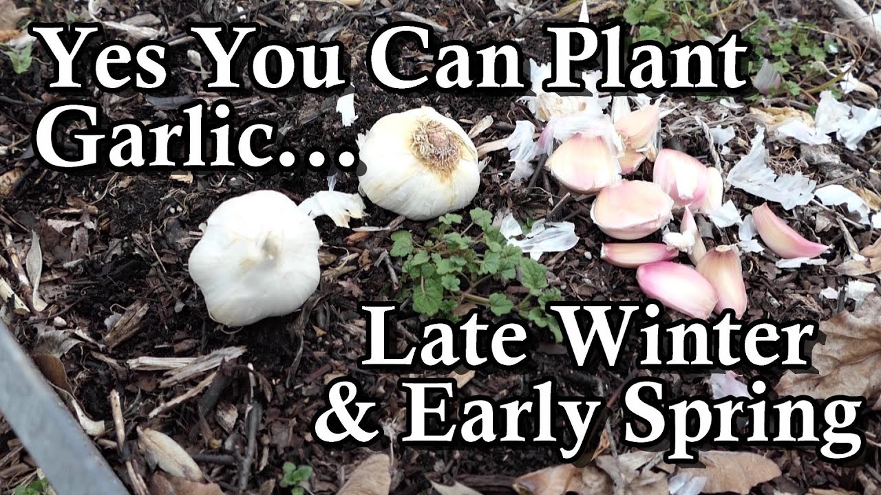 Yes! You Can Plant Garlic Late Winter & Early Spring: All the Steps!
