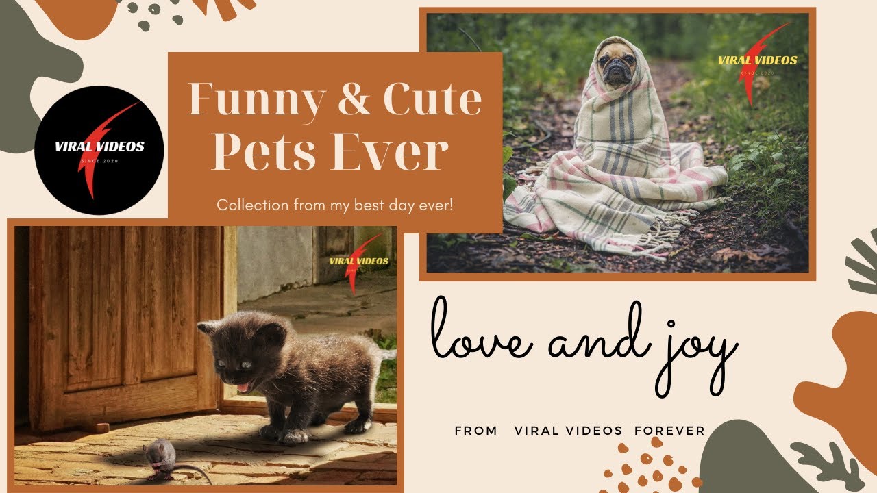 Best Funny Moments of Lovely Pets || Funniest Animals By Viral Videos Forever