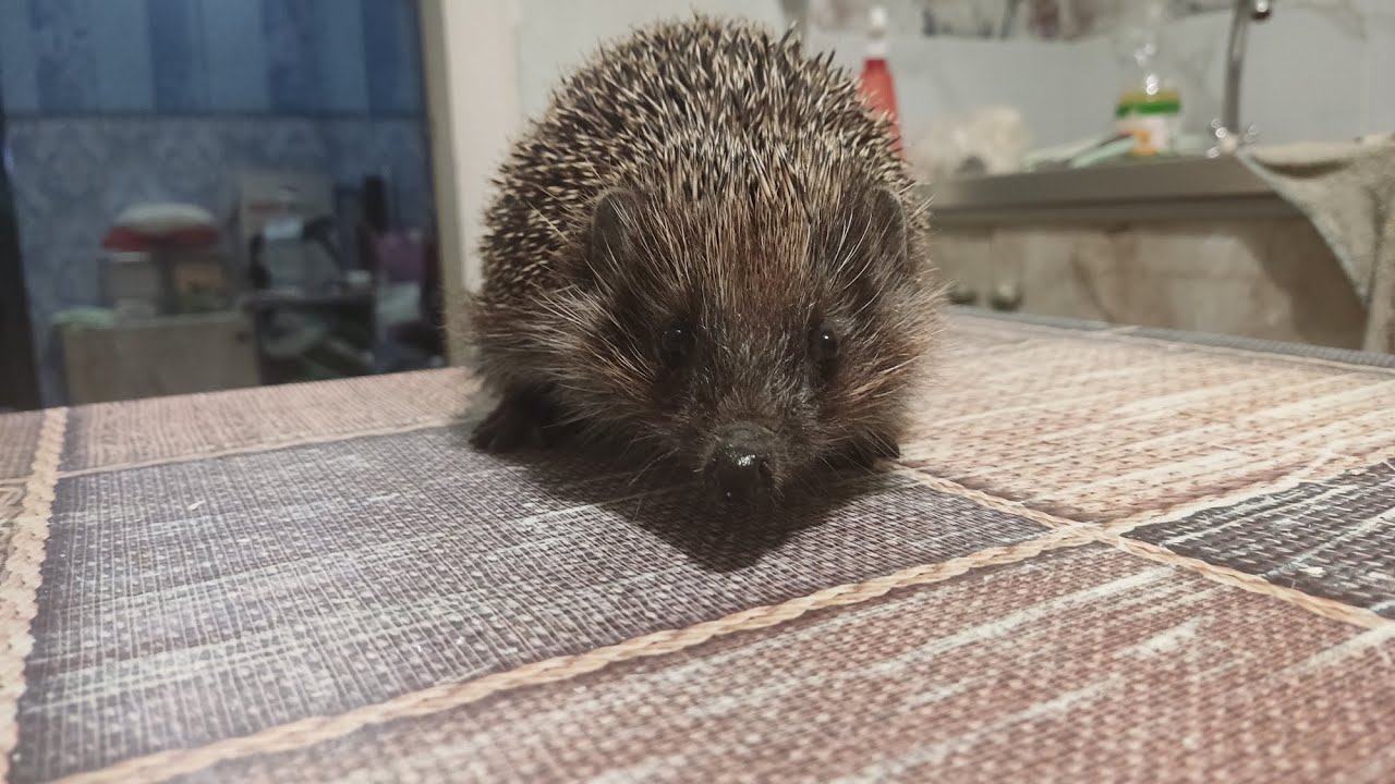 Їжачок завітав у Гості