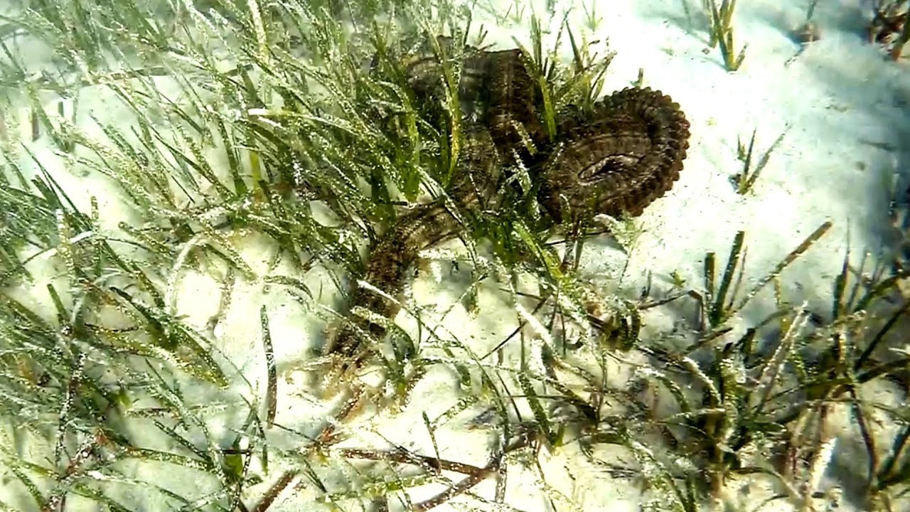 Snake sea cucumber (Synapta maculata), Змеиный морской огурец, Голотурия синапта пятнистая