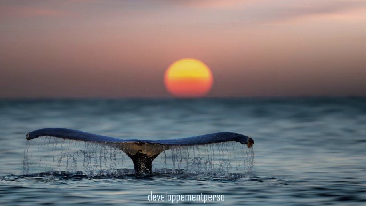 Relaxation chant des baleines