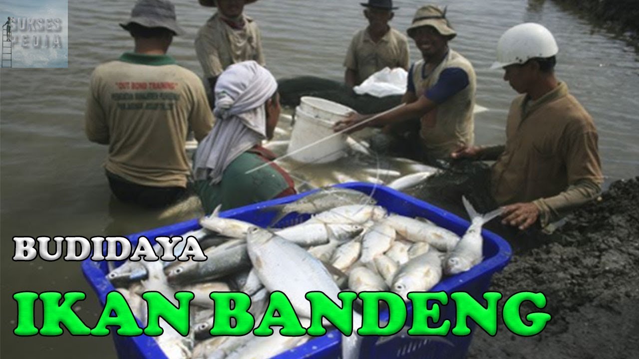CARA BUDIDAYA IKAN BANDENG DI TAMBAK