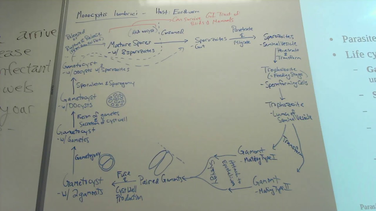Entamoeba Pathology, Apicompexa Introduction, and Monocystis lumbrici