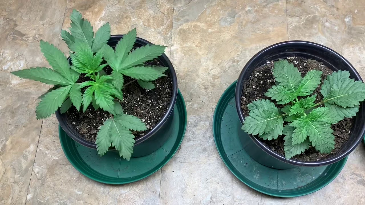 How to grow weed with Mars Hydro TSL 2000+ seed to harvest week 1 Gmato week 0 OG-Cake, Ventura OG